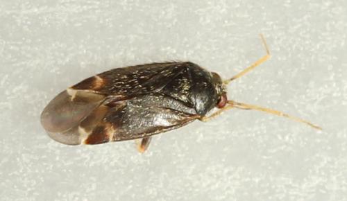 Psallus perrisi